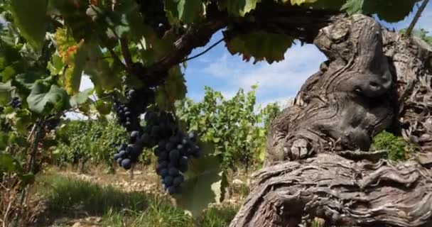 Vignobles Pic Saint Loup Claret Occitanie France — Video