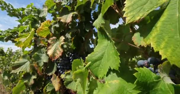 Vineyards Pic Saint Loup Claret Occitanie France — Stock Video