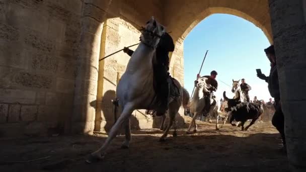 Geleneksel Boğa Festivali Aigues Mortes Camargue Fransa — Stok video