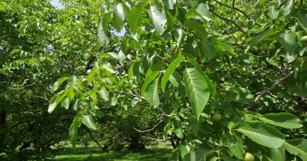 Ореховые Деревья Коммон Дордонь Франция — стоковое видео