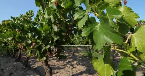 砂の中で成長するブドウ畑 フランス オシタンの警備部門Aigues Mortes Gard — ストック動画