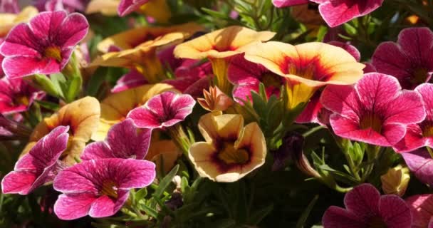 Ανθισμένες Πετούνιες Πολύχρωμα Φρέσκα Λουλούδια — Αρχείο Βίντεο