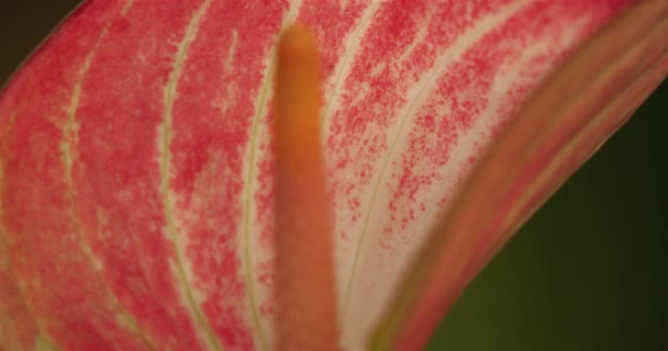 Anthrium Also Known Anthurium Tailflower Flamingo Flower Laceleaf — Stock Video