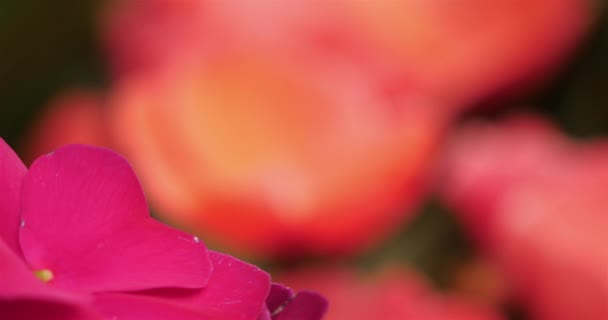 Νέα Γουινέα Impatiens Impatiens Nova Γουινέα — Αρχείο Βίντεο