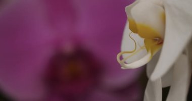 Süslü orkide çiçeklerinin ayrıntıları