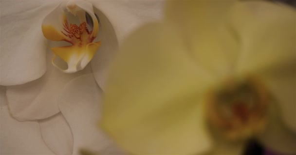 Szczegóły Ozdobnych Kwiatów Storczyków — Wideo stockowe
