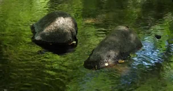 Pequeno Lavauro Fluvial Departamento Aveyron Occitan França — Vídeo de Stock