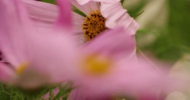 Evren bipinnatus, yaygın Bahçe cosmos veya Meksika aster denilen
