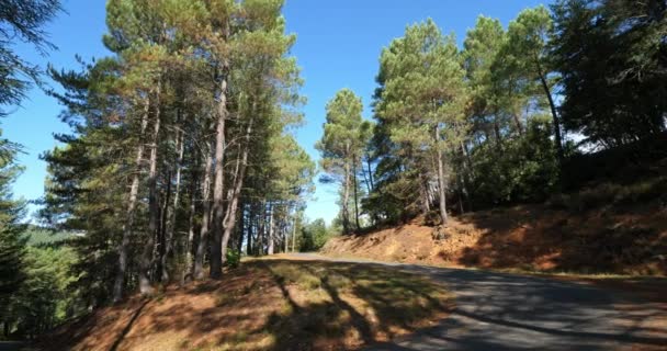 Hutan Pohon Pinus Taman Nasional Cevennes Departemen Lozere Perancis — Stok Video