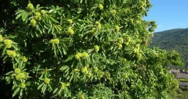 Chestnut Tree, Saint Martin de Lansuscle, Cevennes Ulusal Parkı, Lozere Bölümü, Fransa
