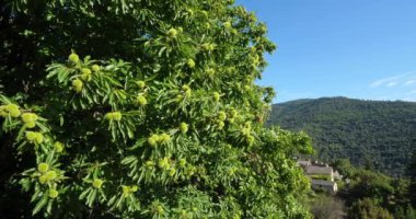 Chestnut Tree, Saint Martin de Lansuscle, Cevennes Ulusal Parkı, Lozere Bölümü, Fransa