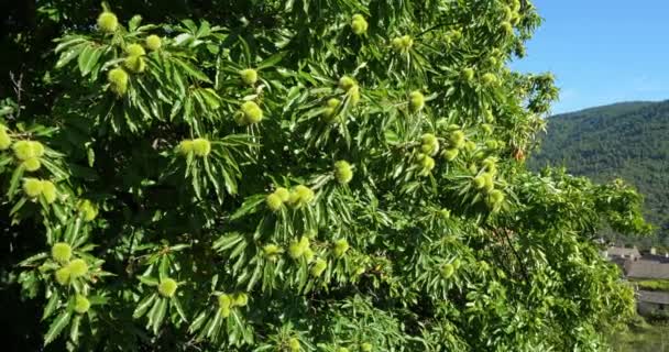 Каштановое Дерево Saint Martin Lansuscle Национальный Парк Севеннес Департамент Лозер — стоковое видео