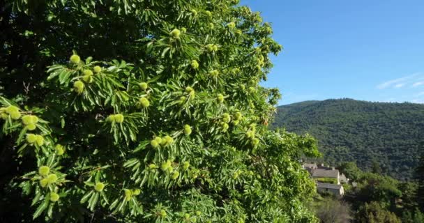 栗の木 マルタン ランサクル セヴェンヌ国立公園 ロゼール県 フランス — ストック動画