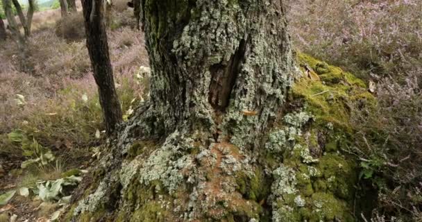 Flores Heather Castanheiros Parque Nacional Cevennes Lozere França — Vídeo de Stock