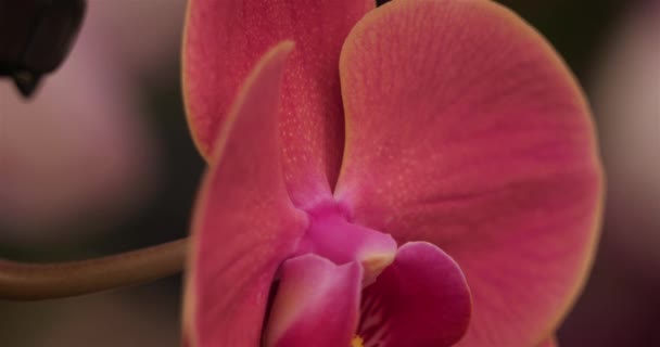 Dettaglio Dei Fiori Ornamentali Del Orchid — Video Stock