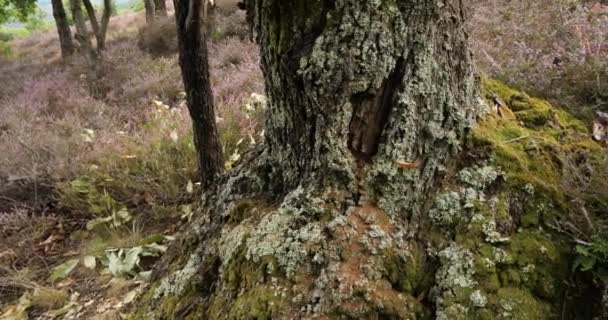 Flores Heather Castanheiros Parque Nacional Cevennes Lozere França — Vídeo de Stock