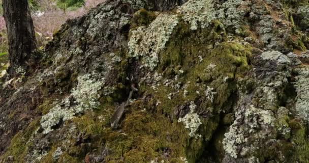 Цветы Вереска Каштановые Деревья Национальный Парк Севенн Департамент Лозер Франция — стоковое видео