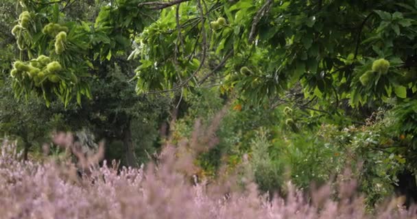 Heideblüten Und Kastanienbäume Der Nationalpark Der Cevennen Departement Lozere Frankreich — Stockvideo