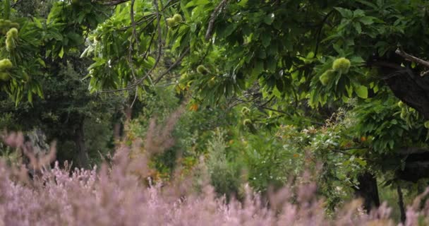 Heather Çiçekleri Kestane Ağaçları Cevennes Milli Parkı Lozere Bölümü Fransa — Stok video