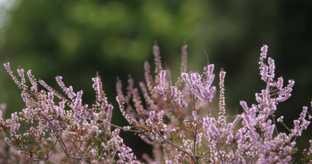 Цветы Вереска Каштановые Деревья Национальный Парк Севенн Департамент Лозер Франция — стоковое видео