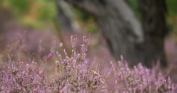 希瑟花和栗树 Cevennes国家公园法国洛热尔省 — 图库视频影像