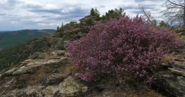 Castelviel arması, Cevennes Ulusal Parkı, Lozere Bölümü, Fransa.