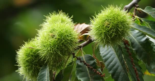 Chestnut Trees Cevennes National Park Διαμέρισμα Lozere Γαλλία — Αρχείο Βίντεο