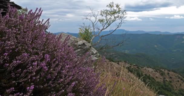 Cresta Castelviel Parque Nacional Cevennes Departamento Lozere Francia — Vídeo de stock