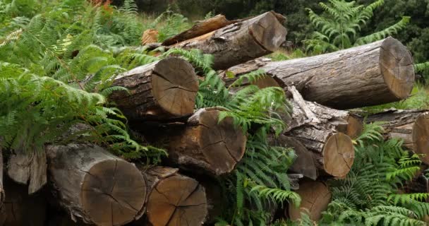 Ułożone Drewno Las Cevennes Lozere Francja — Wideo stockowe