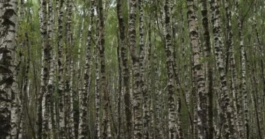  Le Plan de Monfort yakınlarındaki Birch Ormanı, Cevennes Ulusal Parkı, Lozere Bölümü, Fransa