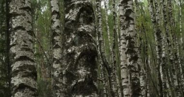  Le Plan de Monfort yakınlarındaki Birch Ormanı, Cevennes Ulusal Parkı, Lozere Bölümü, Fransa