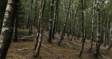  Le Plan de Monfort yakınlarındaki Birch Ormanı, Cevennes Ulusal Parkı, Lozere Bölümü, Fransa