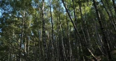 Le Plan de Monfort yakınlarındaki Birch Ormanı, Cevennes Ulusal Parkı, Lozere Bölümü, Fransa