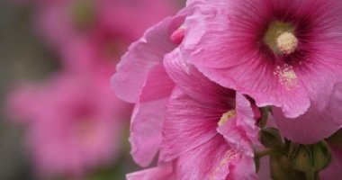 Alcea, halk arasında gülhatmi olarak bilinir.