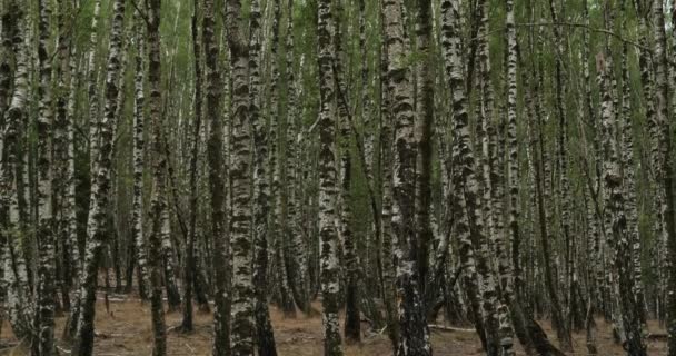 Birkenwald Der Nähe Von Plan Monfort Nationalpark Der Cevennen Departement — Stockvideo