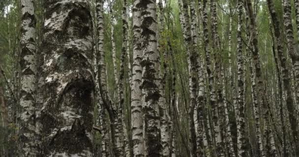 Birch Forest Plan Monfort Cevennes National Park Lozere Department France — Stock Video