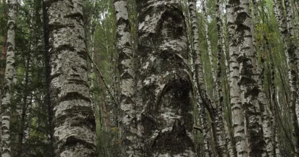 Floresta Bétula Perto Plan Monfort Parque Nacional Cevennes Departamento Lozere — Vídeo de Stock