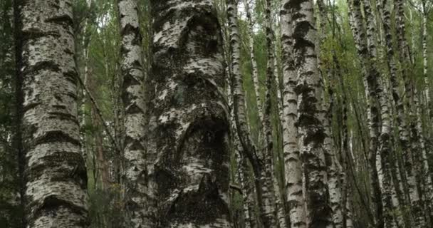 Березовый Лес Около Плана Монфор Национальный Парк Севенн Департамент Лозер — стоковое видео
