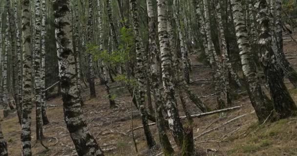 Bosque Abedul Cerca Plan Monfort Parque Nacional Cevennes Departamento Lozere — Vídeos de Stock