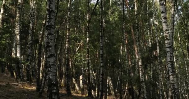Björkskog Nära Plan Monfort Nationalparken Cevennes Lozere Frankrike — Stockvideo