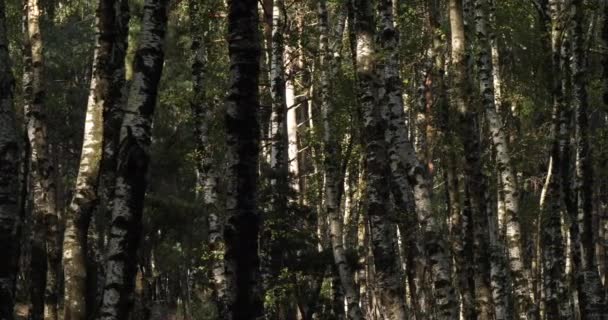 Δάσος Birch Κοντά Στο Plan Monfort Εθνικό Πάρκο Cevennes Διαμέρισμα — Αρχείο Βίντεο