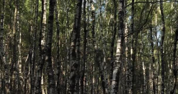 Birch Forest Plan Monfort Cevennes National Park Lozere Department France — Stock video