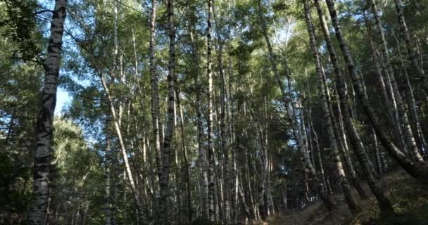 Березовый Лес Около Плана Монфор Национальный Парк Севенн Департамент Лозер — стоковое видео