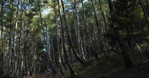 Björkskog Nära Plan Monfort Nationalparken Cevennes Lozere Frankrike — Stockvideo