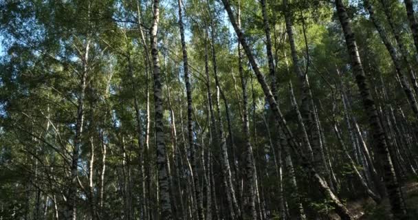 Foresta Betulle Vicino Plan Monfort Parco Nazionale Cevennes Dipartimento Lozere — Video Stock