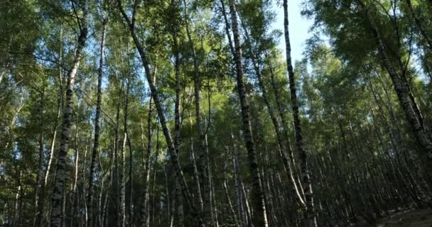 Birch Forest Plan Monfort Cevennes National Park Lozere Department France — Stock video