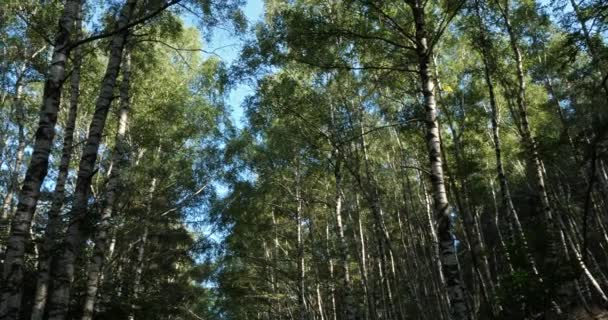 Foresta Betulle Vicino Plan Monfort Parco Nazionale Cevennes Dipartimento Lozere — Video Stock