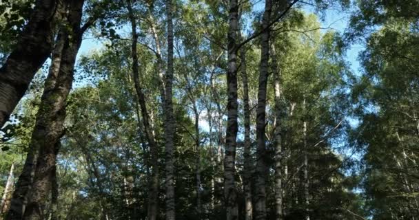 Plan Monfort Yakınlarındaki Birch Ormanı Cevennes Ulusal Parkı Lozere Bölümü — Stok video