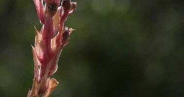 Çiçekli sempervivum sekttorum L. veya sıradan Houseleek. Houseleek, kedigiller (Crassulaceae) familyasından bir bitki türü.