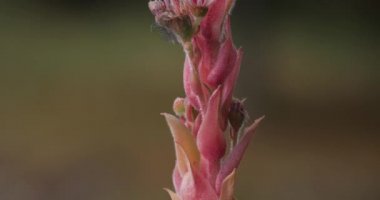 Çiçekli sempervivum sekttorum L. veya sıradan Houseleek. Houseleek, kedigiller (Crassulaceae) familyasından bir bitki türü.